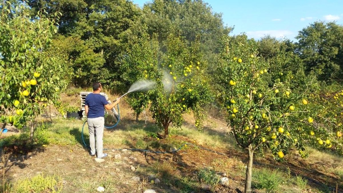 Zararlı Böceklere Karşı Armut Ağaçlarını Tütün Suyu ile Koruyor