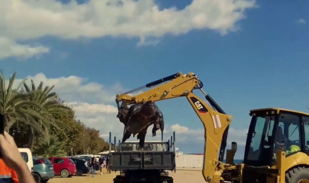 İspanya'da Sahile Vuran 700 Kiloluk Kaplumbağayı Görenler Panikledi