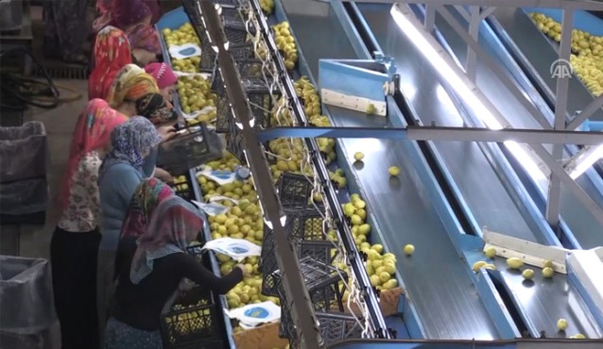 Türk Narenciyesi Uzak Doğu Pazarına Açılıyor