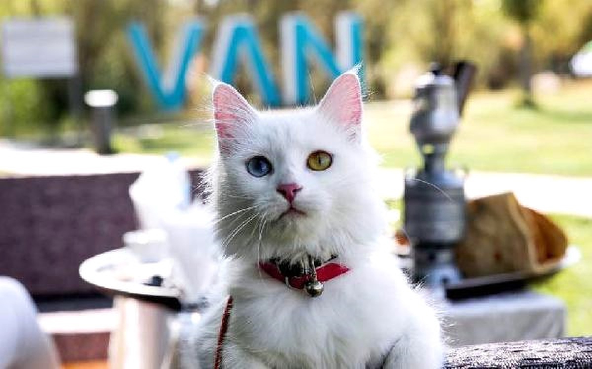 Van Depreminin Yıl Dönümünde \'Van Ekonomi Zirvesi\' Yapılacak