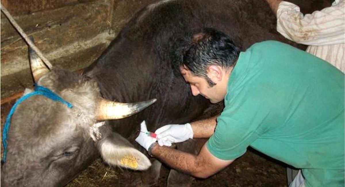 Veterinerlerin Aşılama Ücretlerine Devlet Desteği Yolda