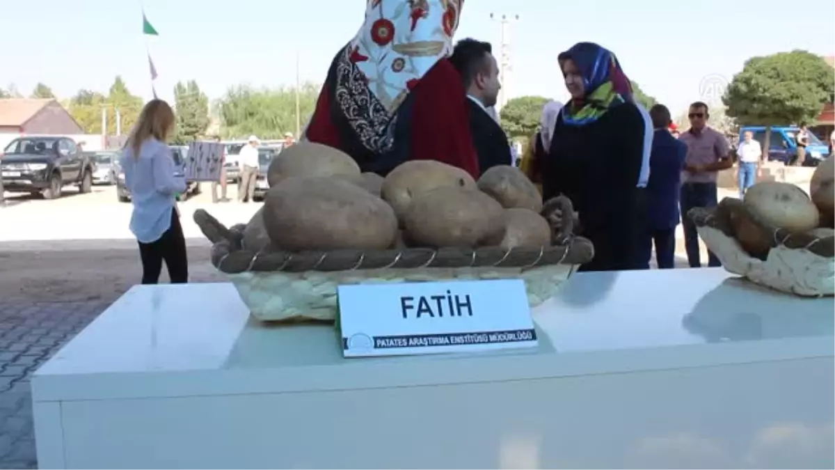 Yerli Patates Hasadı