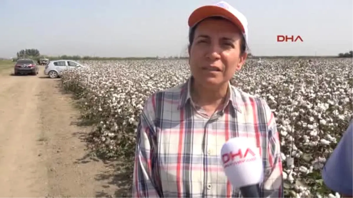 Adana Kadın Mühendisten 3 Yerli Pamuk Tohumu