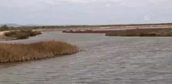 Ağlarını Yırtan Yengeçler Ekmek Kapıları Oldu