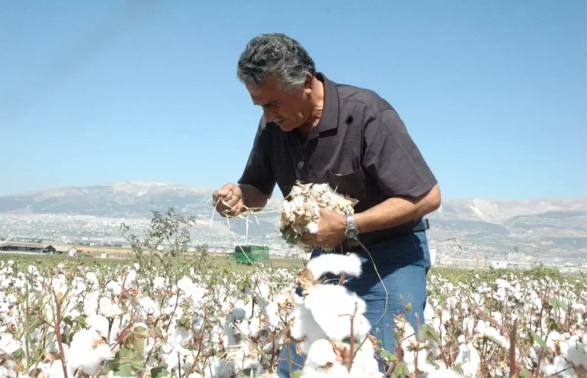 Kahramanmaraş\'ta Pamuk Hasadı Başladı