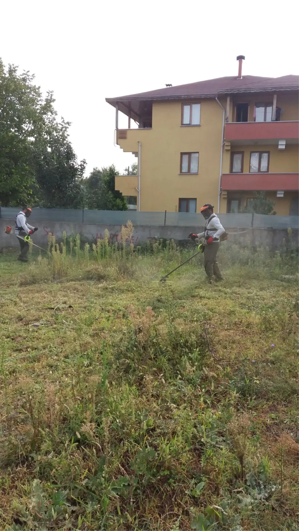 Sapanca Yollarında Budama Çalışması