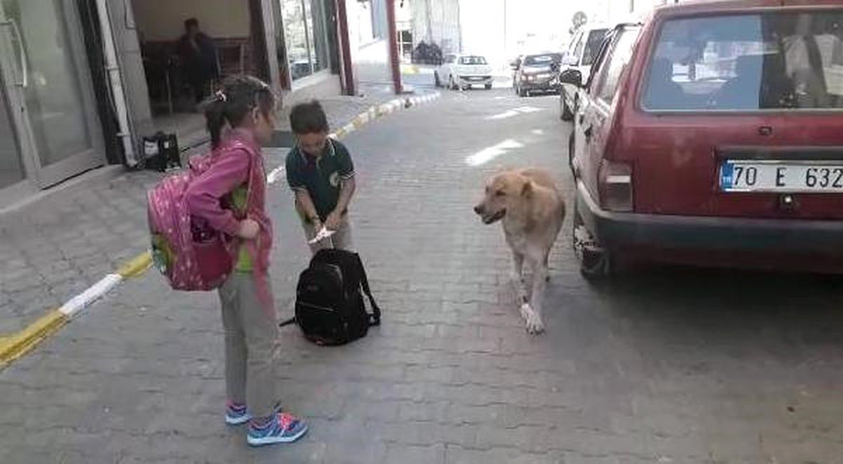 Yaralı Köpeğe Çocuk Şefkati