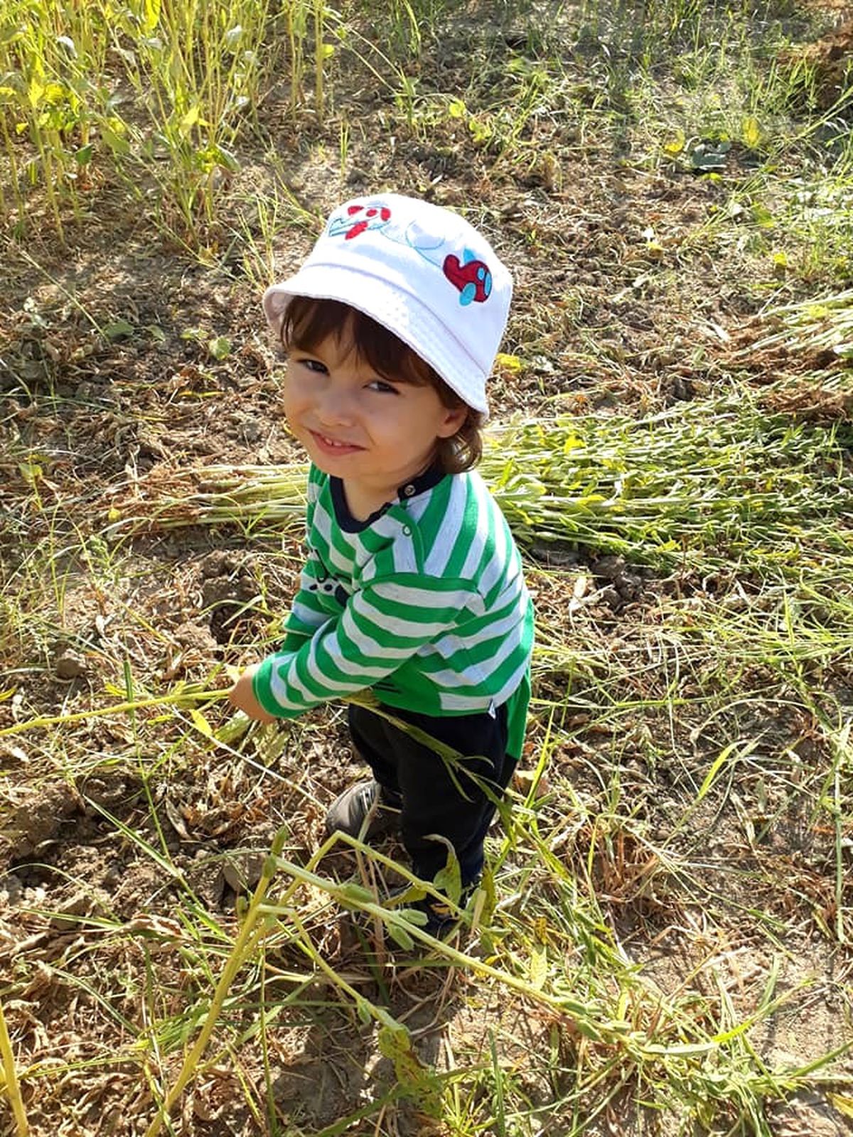 Aydın\'da Susam Hasadı Erken Başladı