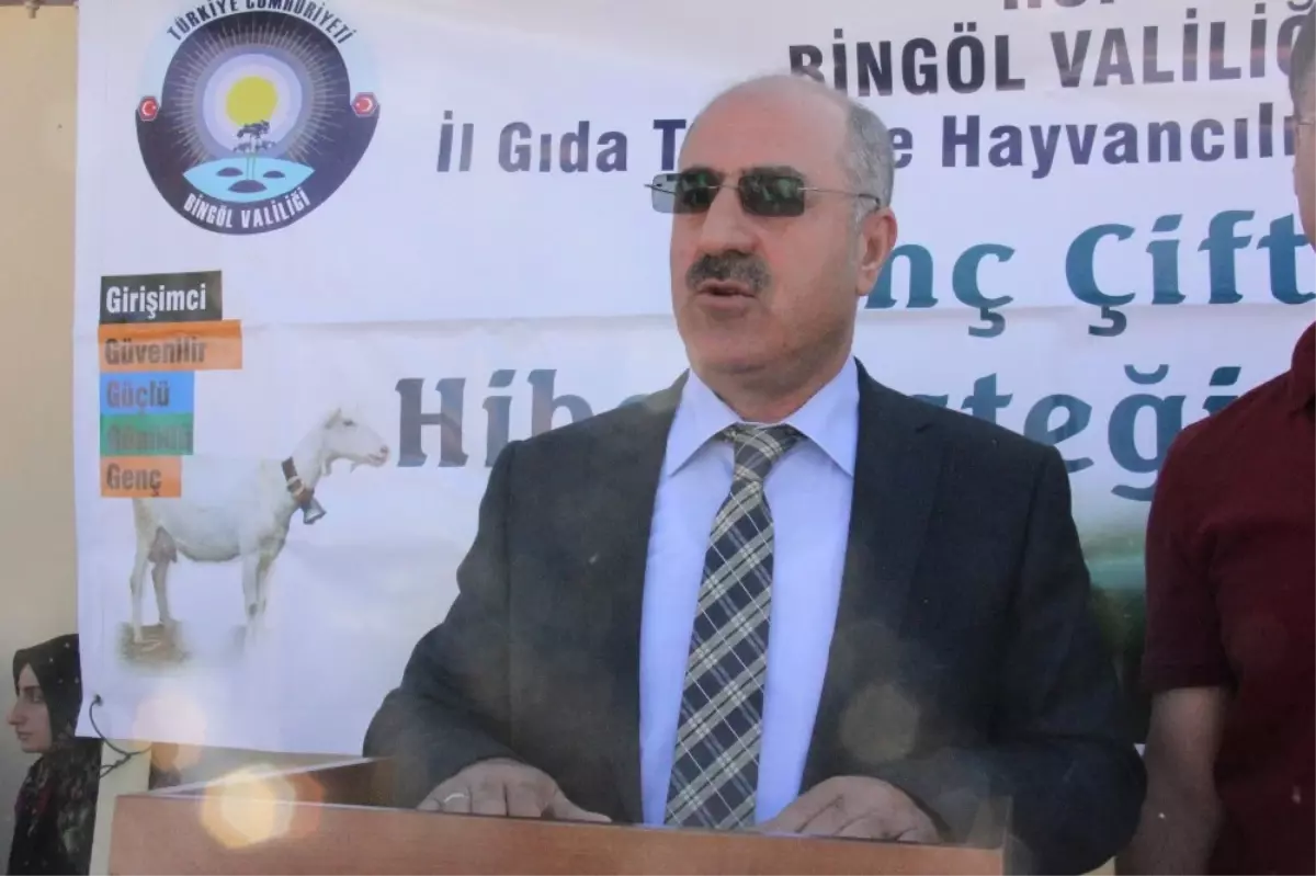 Bingöl\'de 42 Genç Çiftçiye 252 Büyük Baş Hayvan Hibe Edildi