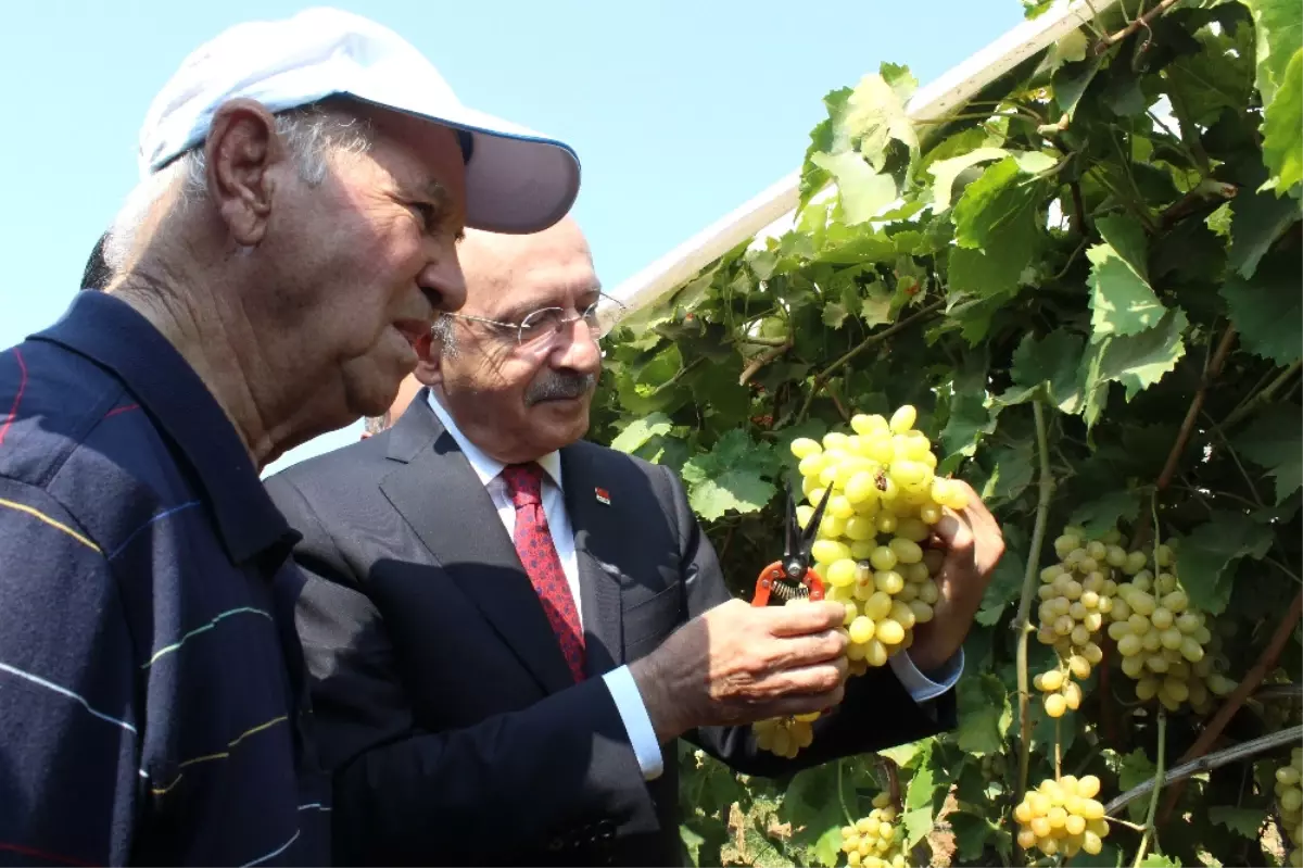 Kılıçdaroğlu Bağda Üzüm Kesti