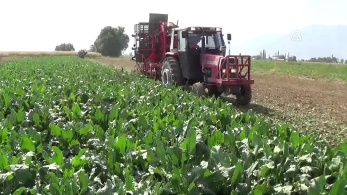 Şeker Pancarının Sofralara Yolculuğu Başladı