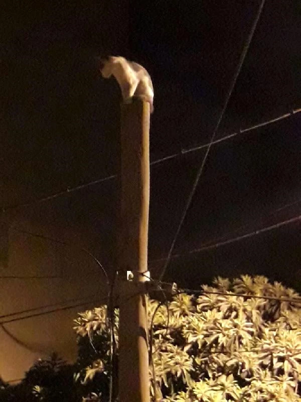 Telefon Direğinin Tepesindeki Kedi İtfaiye Aracı Gelince Yere Atladı