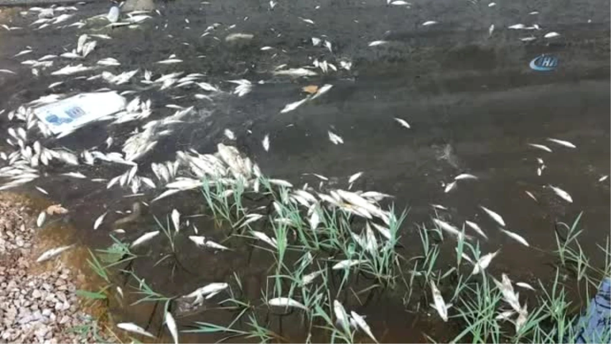 Üst Üste Yaşanan Balık Ölümleri Korkutuyor