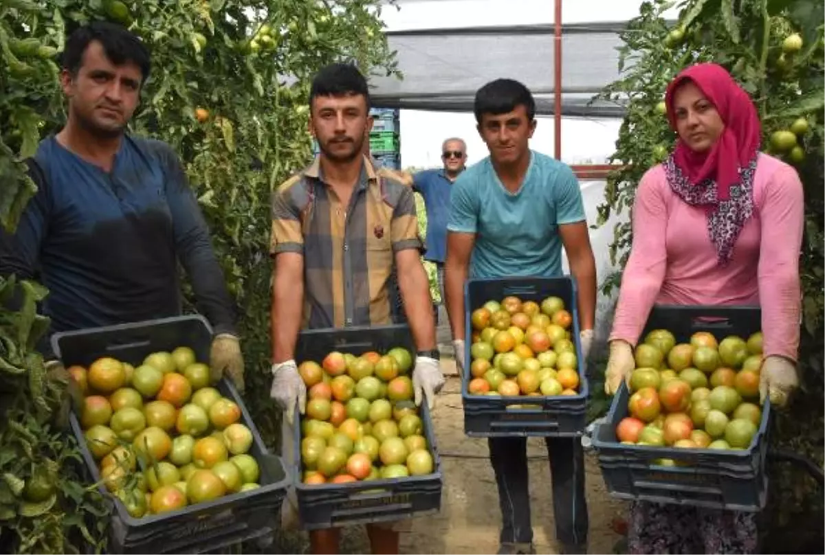 Yayla Domatesi Yeşil Olarak İhraç Ediliyor