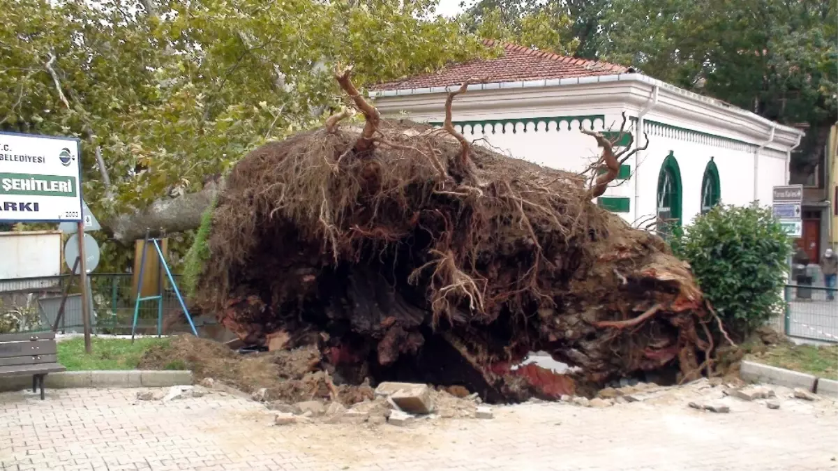 Ağacın Camide Yol Açtığı Hasar Gün Ağarınca Ortaya Çıktı