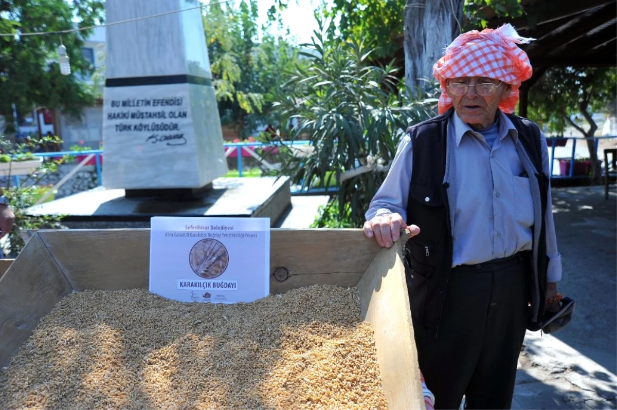 Alım Garantili Buğday Üretim Projesi Başladı