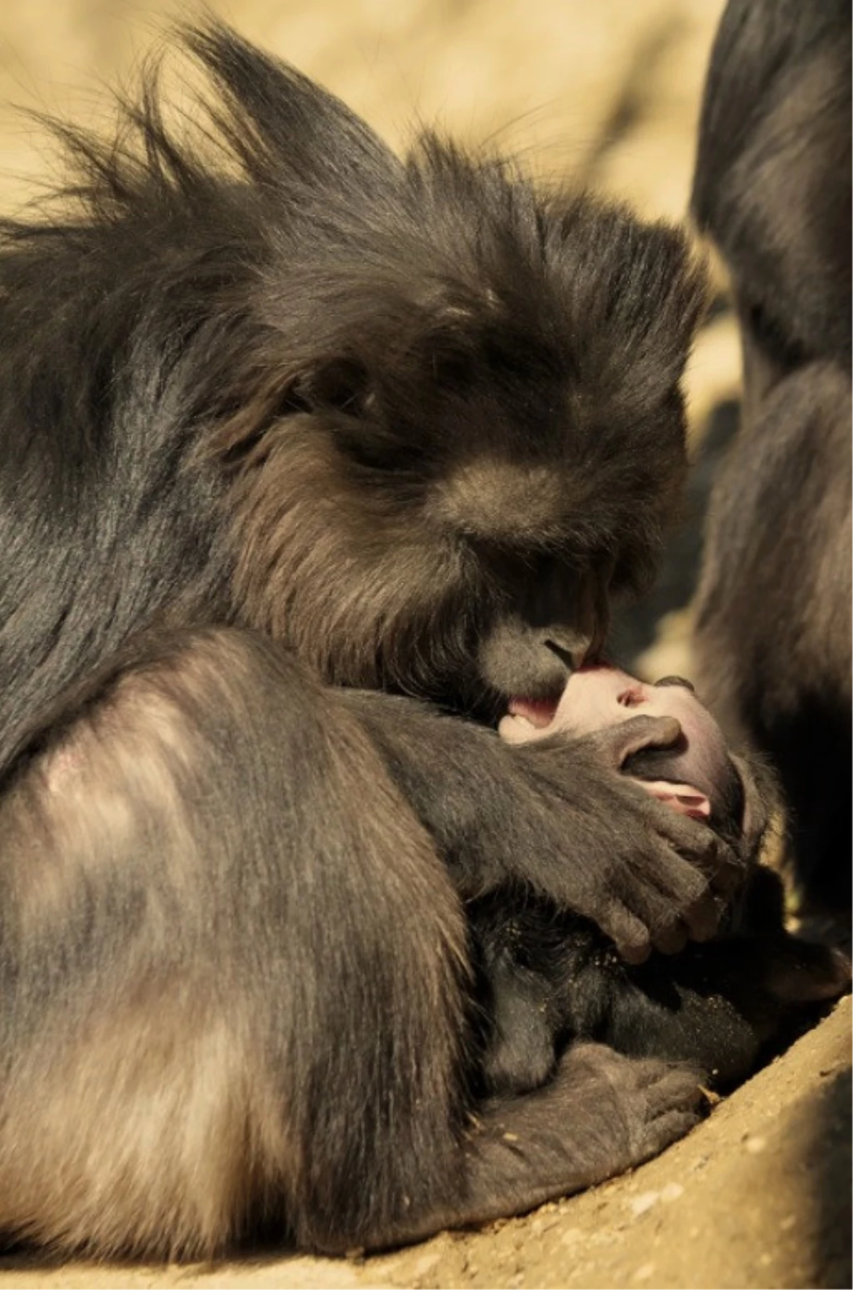 Anne Maymun Yavrusunun Öldüğünü Kabullenemedi, 4 Hafta Boyunca Besledi