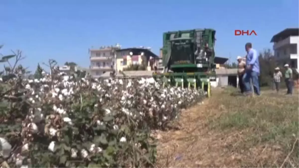 Aydın "Benim Pamuğum Yunan Pamuğundan Kötü Mü" Tepkisi