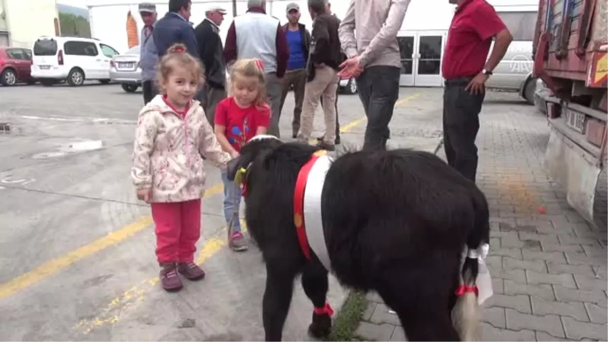 Buzağı ve Malaklar Podyumda Mücadele Etti