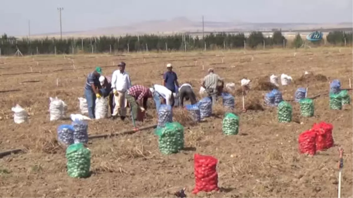 Niğde\'de Patates Hasadı Başladı