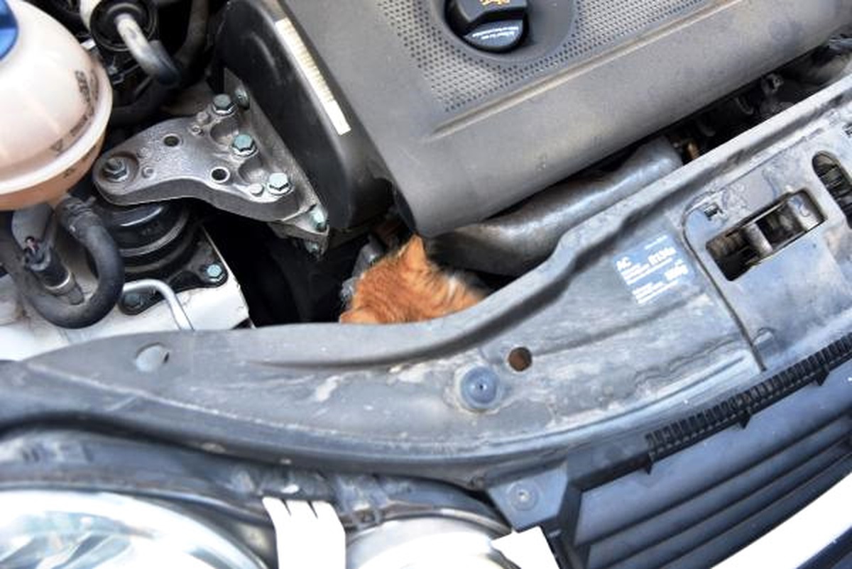 Otomobile Giren Kediyi, Polis ve Çocuklar Kurtardı