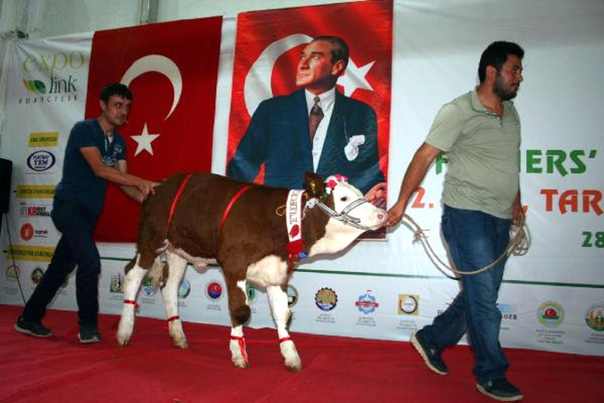 Zonguldak\'ta \'En Güzel Buzağı ve Malak Yarışması\'