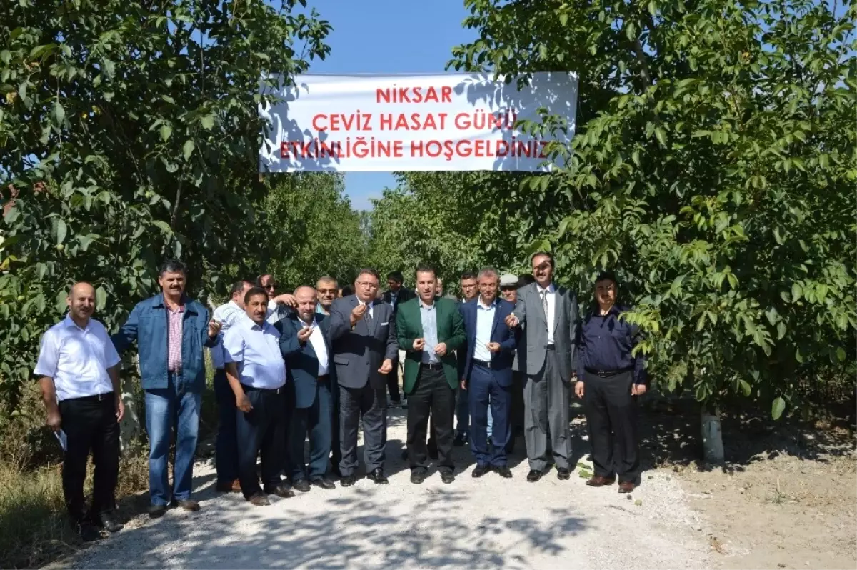 Niksar\'da Ceviz Hasadı Etkinliği