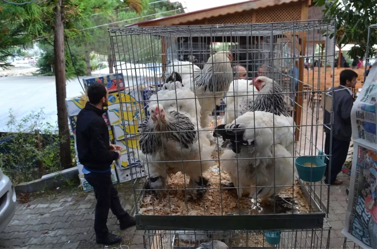 Trabzon\'da Asgari Ücretin 20 Katına Tavuk ve Horoz Satıldı