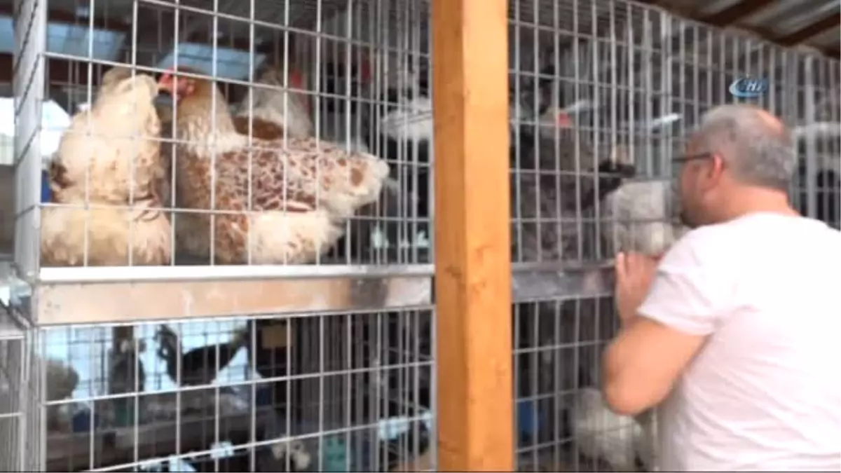 Trabzon\'da Asgari Ücretin 20 Katından Fazla Fiyata Tavuk ve Horoz Satıldı