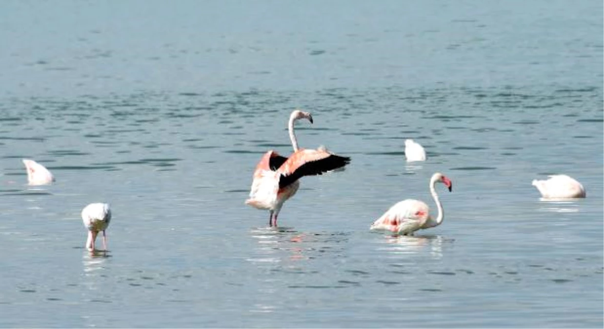 Van\'da Flamingo Festivali