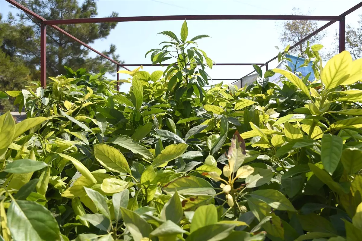 Alternatif Tarım İçin Çiftçilere Avokado Fidanı