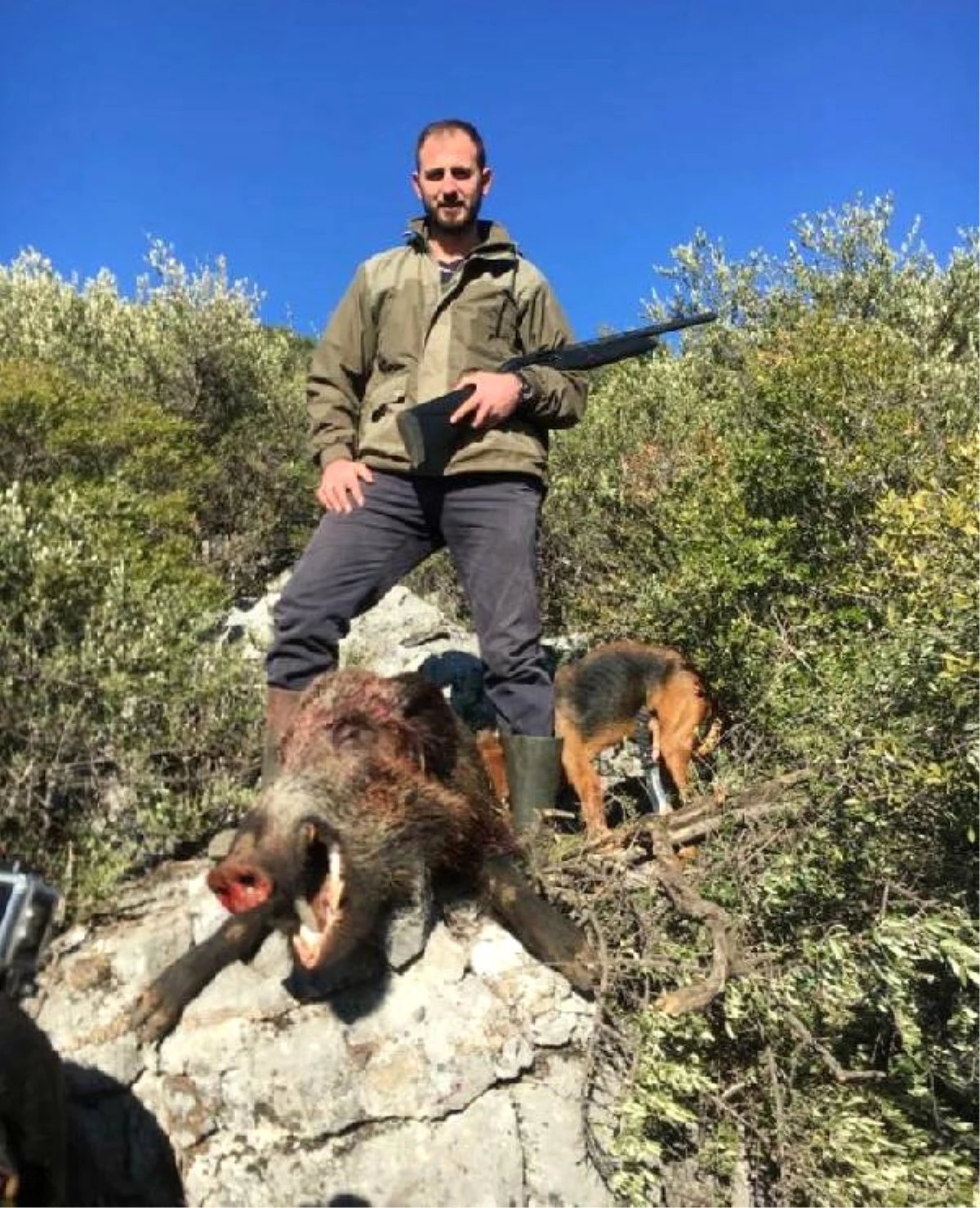 İzmir\'de Çiftçinin Kabusu Olan Domuz Öldürüldü