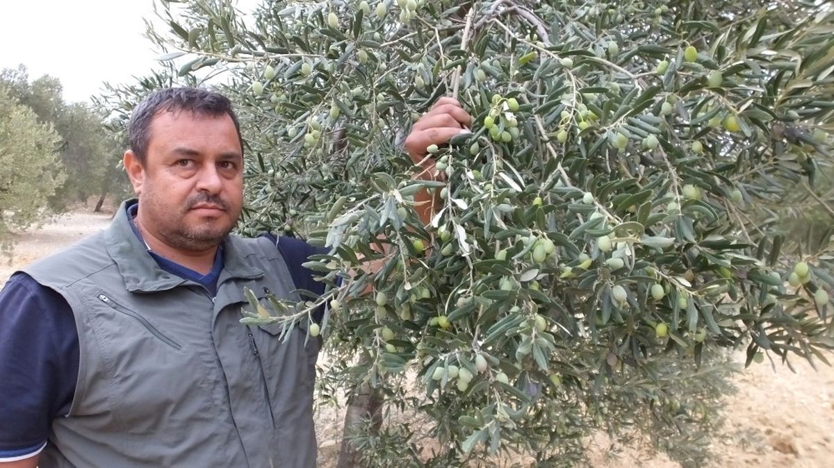 Edremit Körfezi\'nde Zeytin Bolluğu