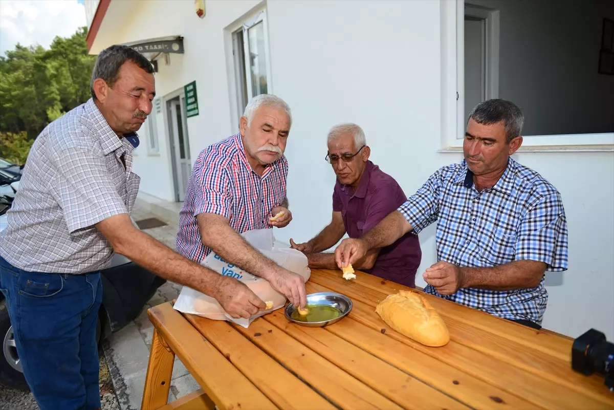 Sezonun İlk Zeytinyağı Sıkımına Başlandı