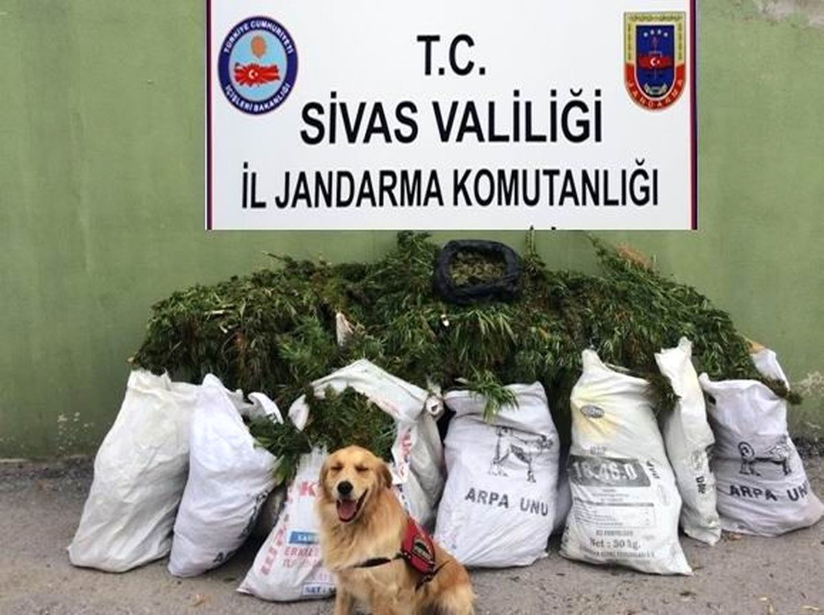 Sivas\'ta 46 Kilo Esrar Ele Geçirildi