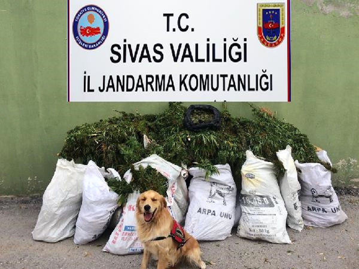 Sivas\'ta Uyuşturucu ve Kaçak Sigara Operasyonu