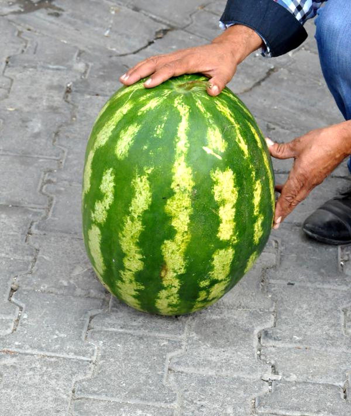 25 Kiloluk Karpuz Şaşırttı