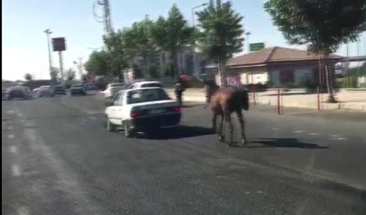 Atı Otomobilin Arkasına Bağlayarak İlerledi