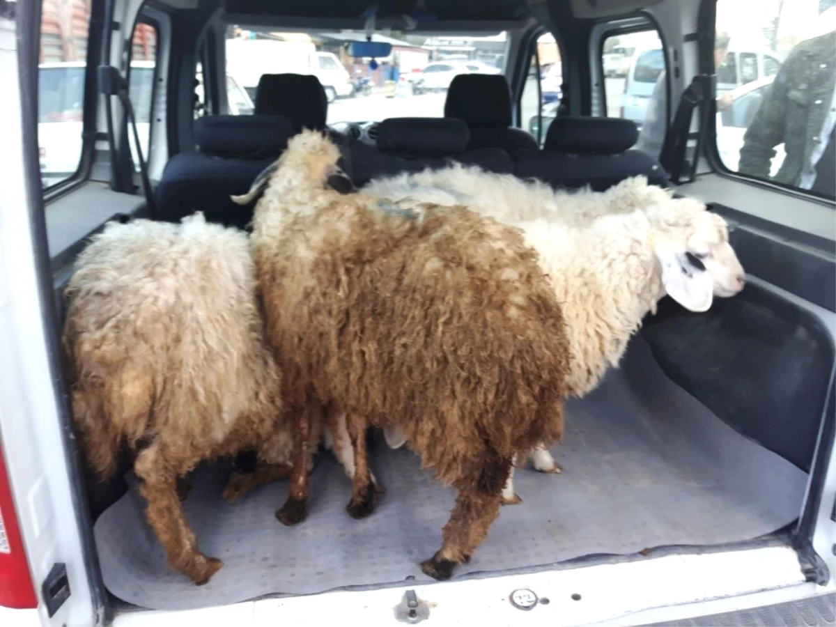 Çaldığı Koyunları Satmak İsterken Yakalandı