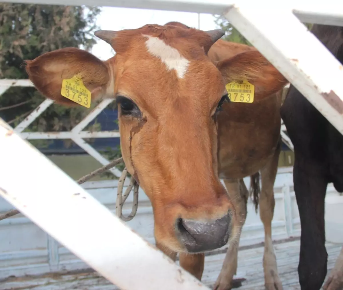 Çalınan İneklerin Sahibine Polis Küpelerinden Ulaştı