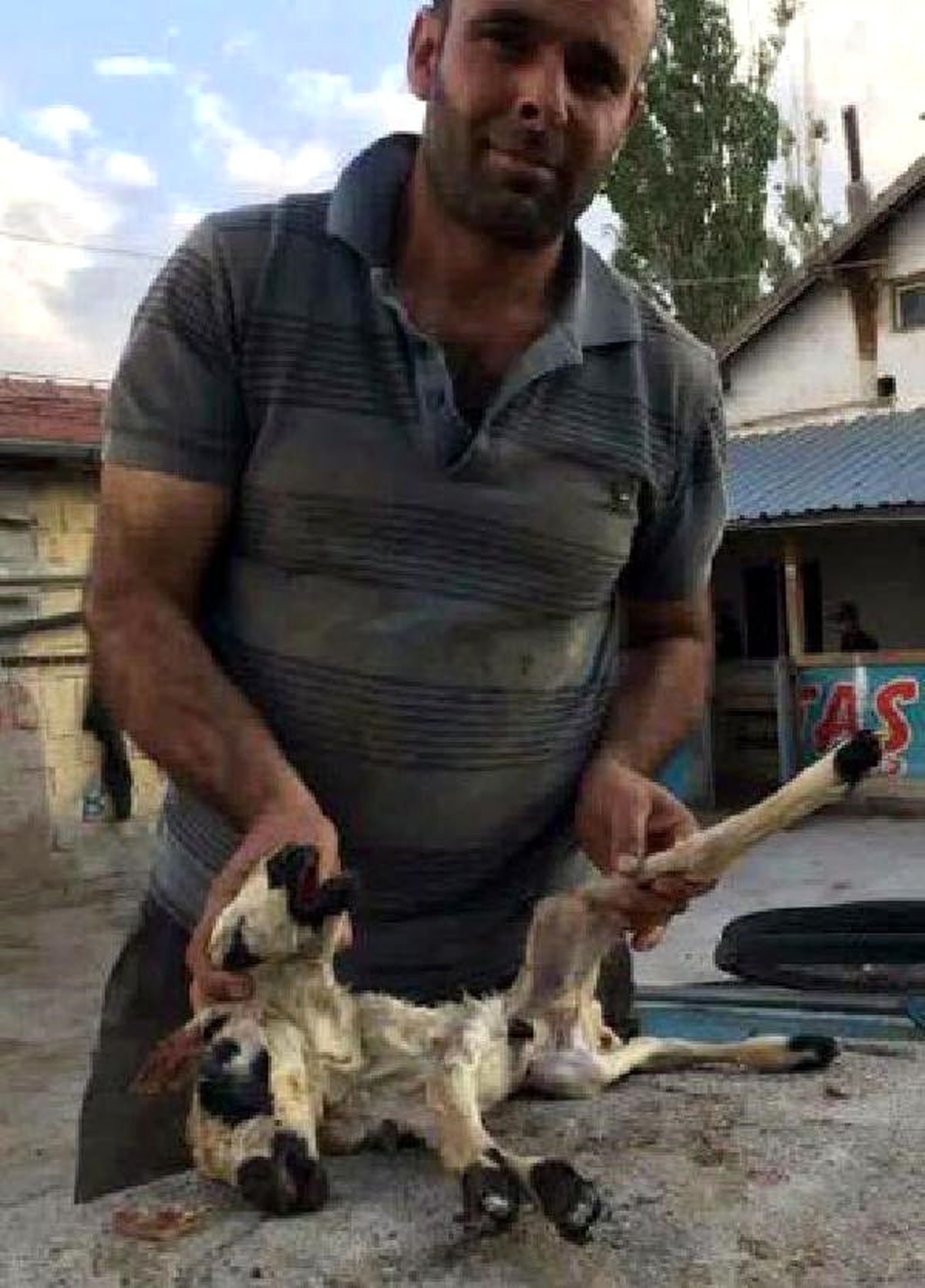 Çift Başlı Doğan Kuzu 15 Dakika Yaşayabildi