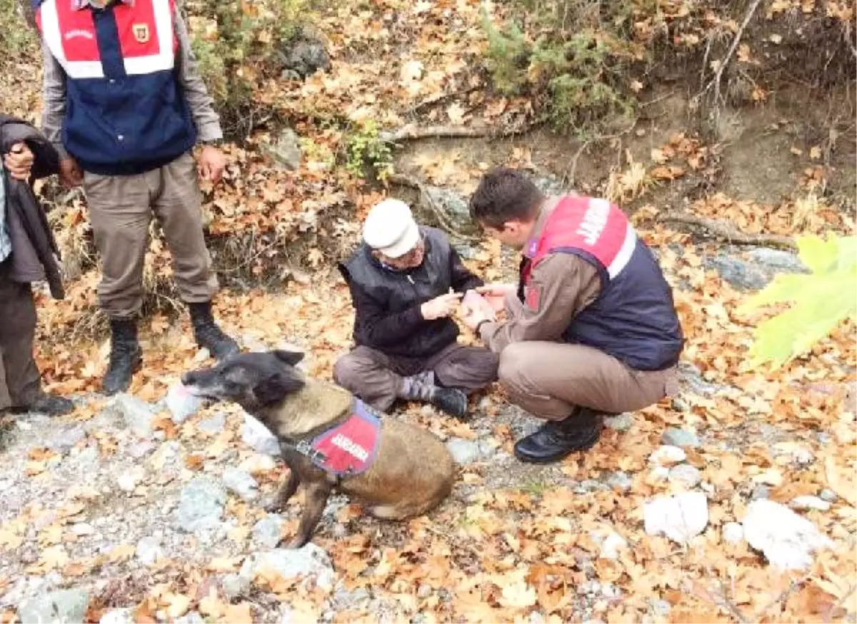 Kayıp Adamı Jandarmanın İz Takip Köpeği \'Cadı\' Buldu