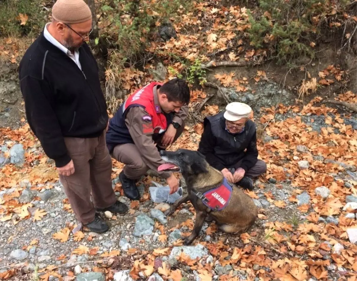 Kayıp Kişi, İz Takip Köpeği Tarafından Bulundu