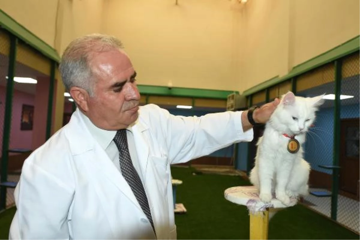 Kedi Güzellik Yarışmasının Birincisi \'Kartopu\' İlgi Odağı Oldu