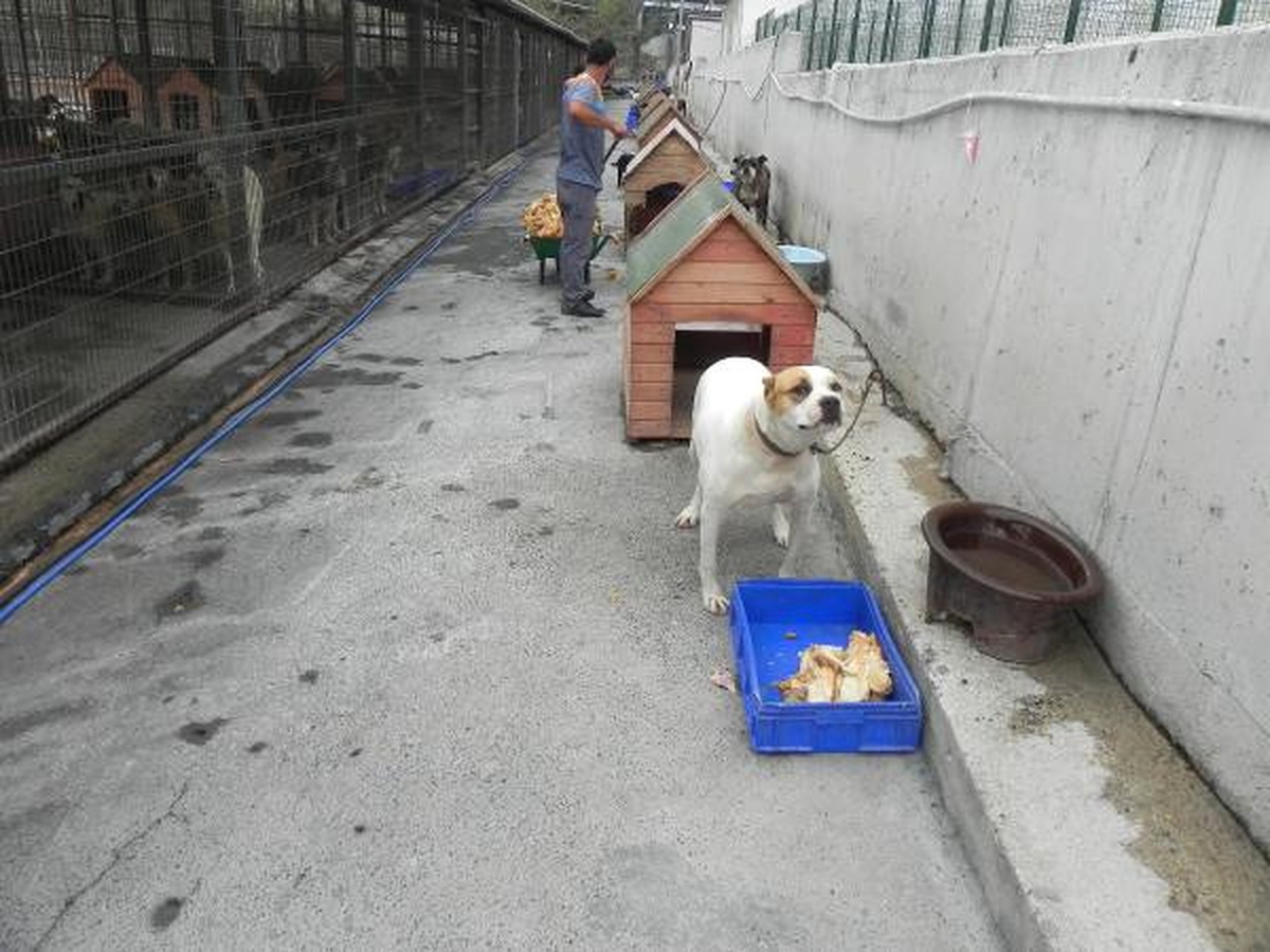 Köpek Barınağının \'Ömür Boyu Mahkumları\'; Pitbull\'lar