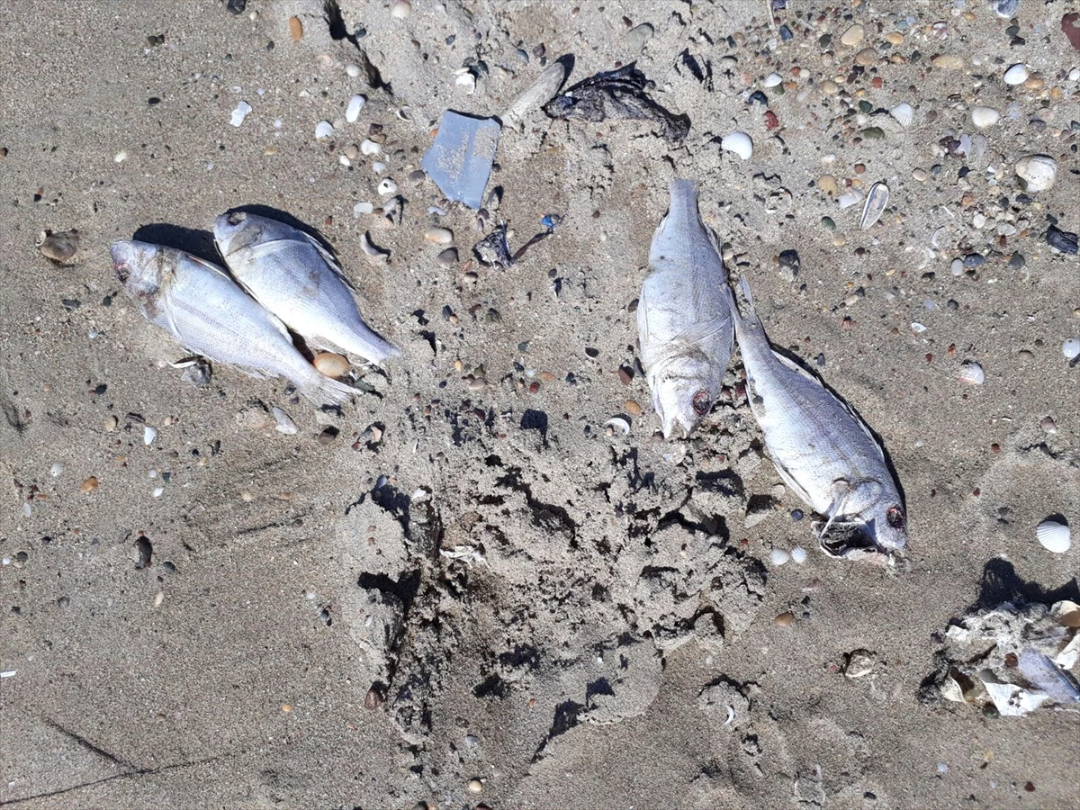 Mersin\'de Ölü Balıklar Sahile Vurdu