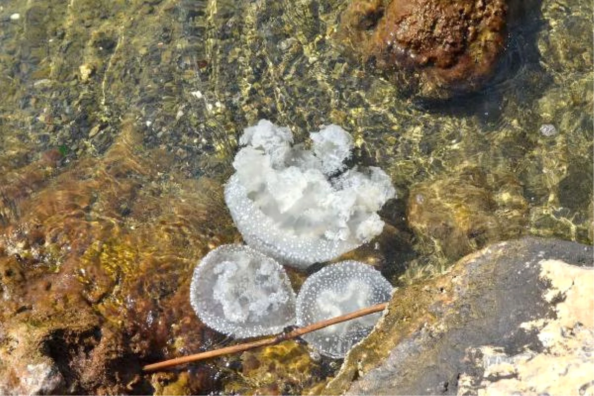 Muğla\'da Yeni Bir Denizanası Türü Bulundu