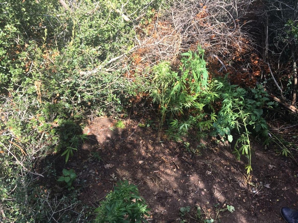 Ormanlık Alanda Kenevir Ele Geçirildi