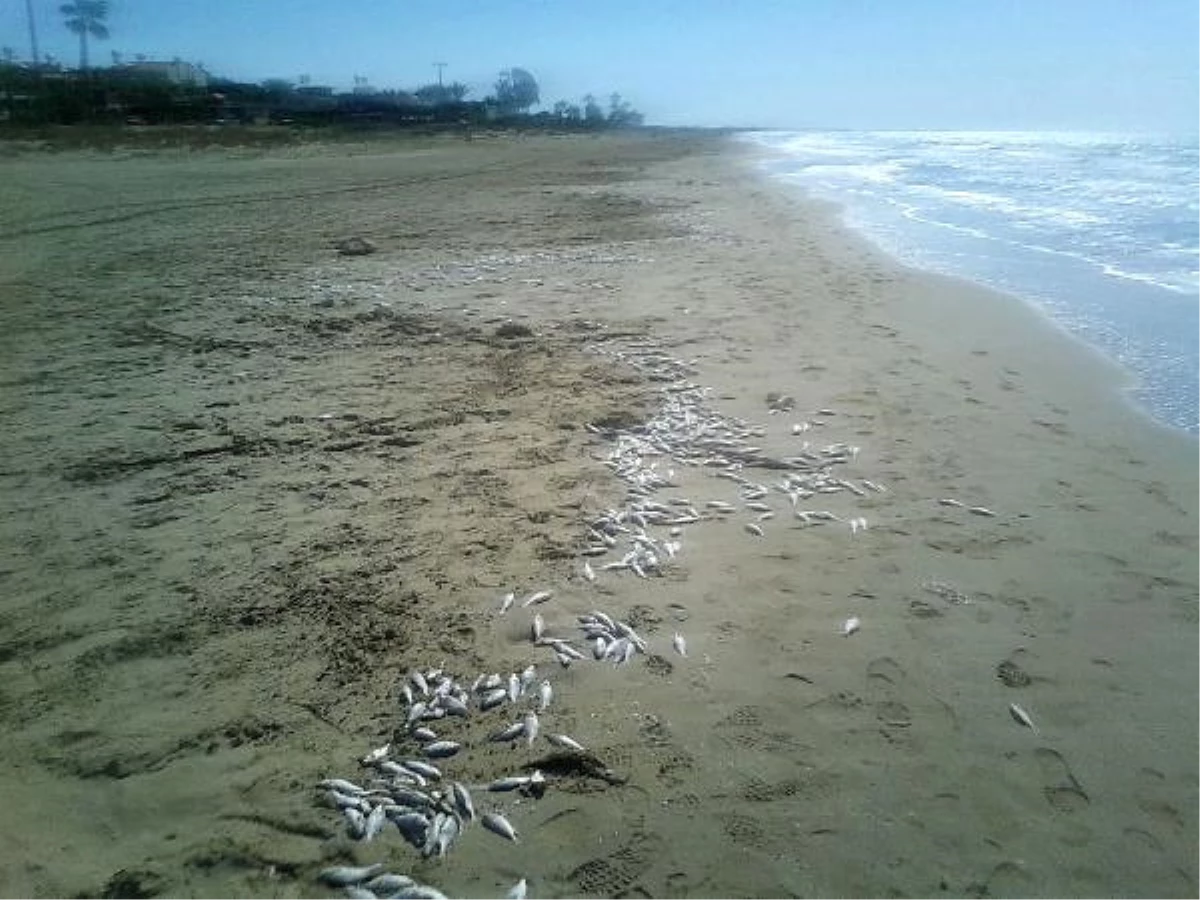 Silifke Sahilinde Ölü Balık Tedirginliği