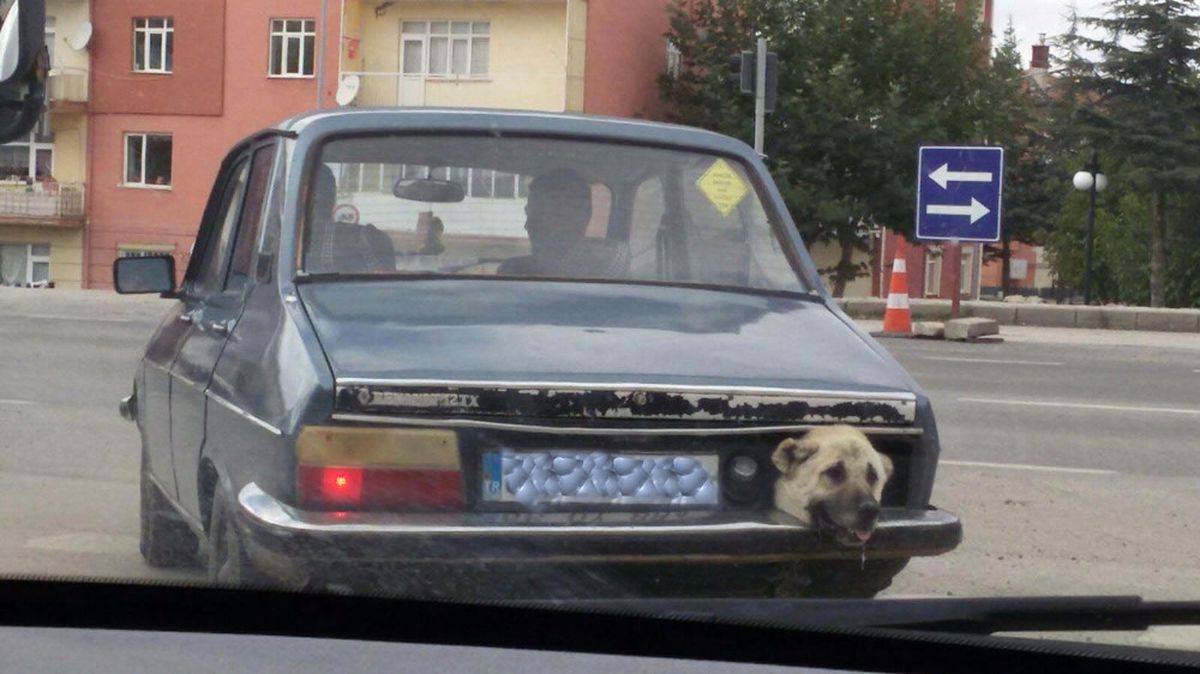 Stop Lambası Yerine Köpek Kafası